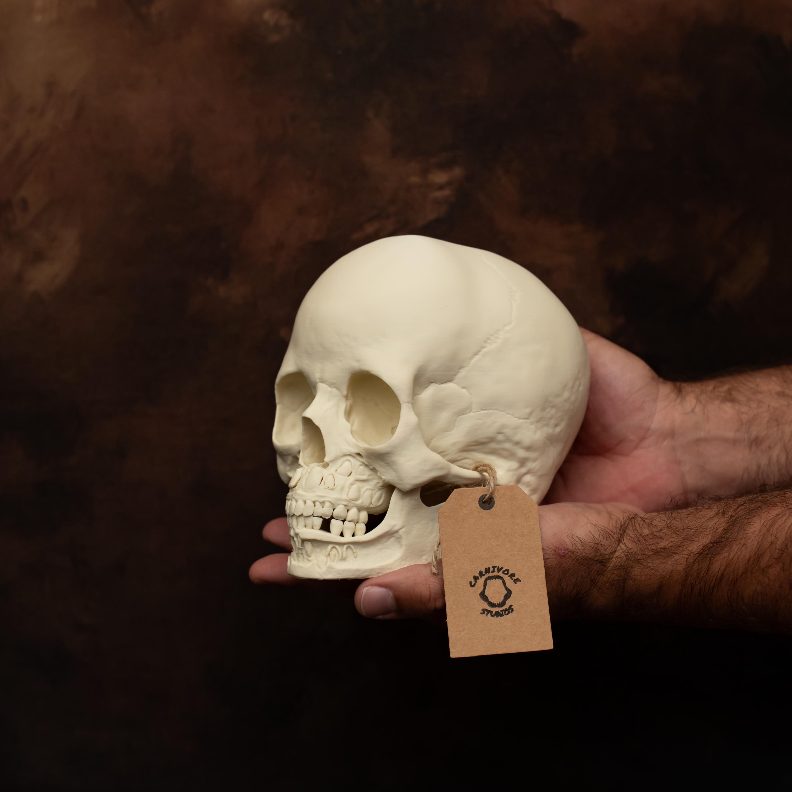 Toddler Skull Anatomy Model: Cut-away Replica With Developing