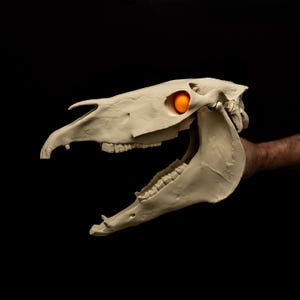 May include: A beige horse skull with an open jaw, held against a black background. An orange sphere is placed in the eye socket. The skull is detailed, showing teeth and bone structure. The image is well-lit, highlighting the texture and form of the skull.