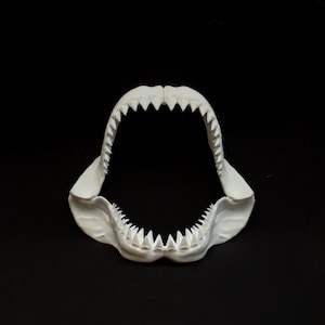 White Shark Jaw 24 Inch Replica, Megalodon Skull, 3D Printed Self
