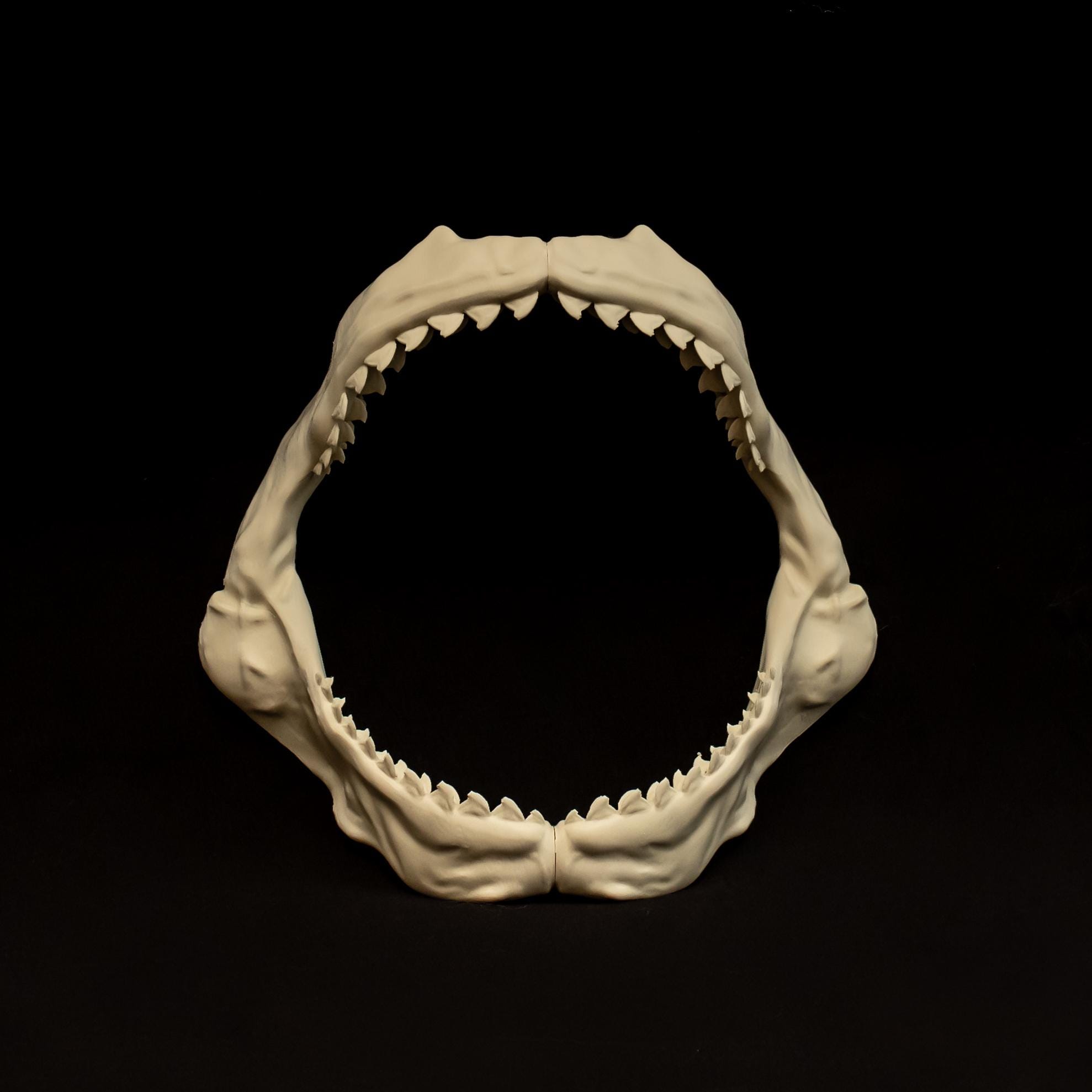 Tiger Shark Jaw 8 Inch Replica 20cm Display Model – Bone Color