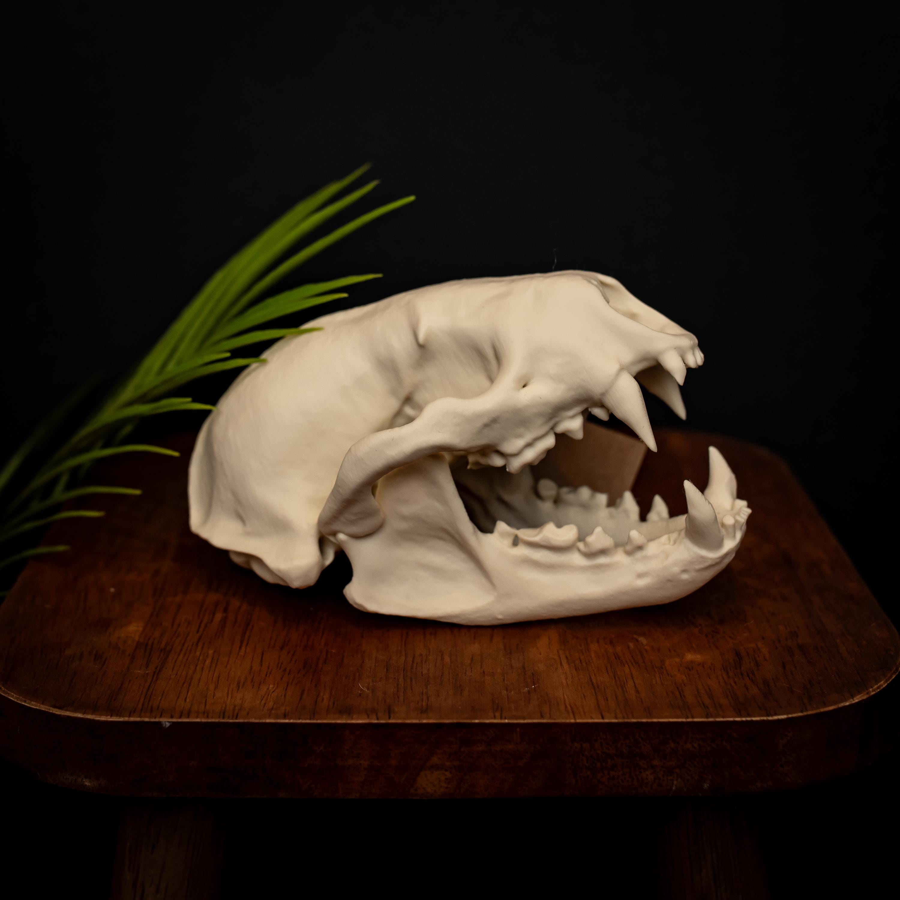 Lifesize Honey Badger Skull Replica 3D Printed Model | Museum