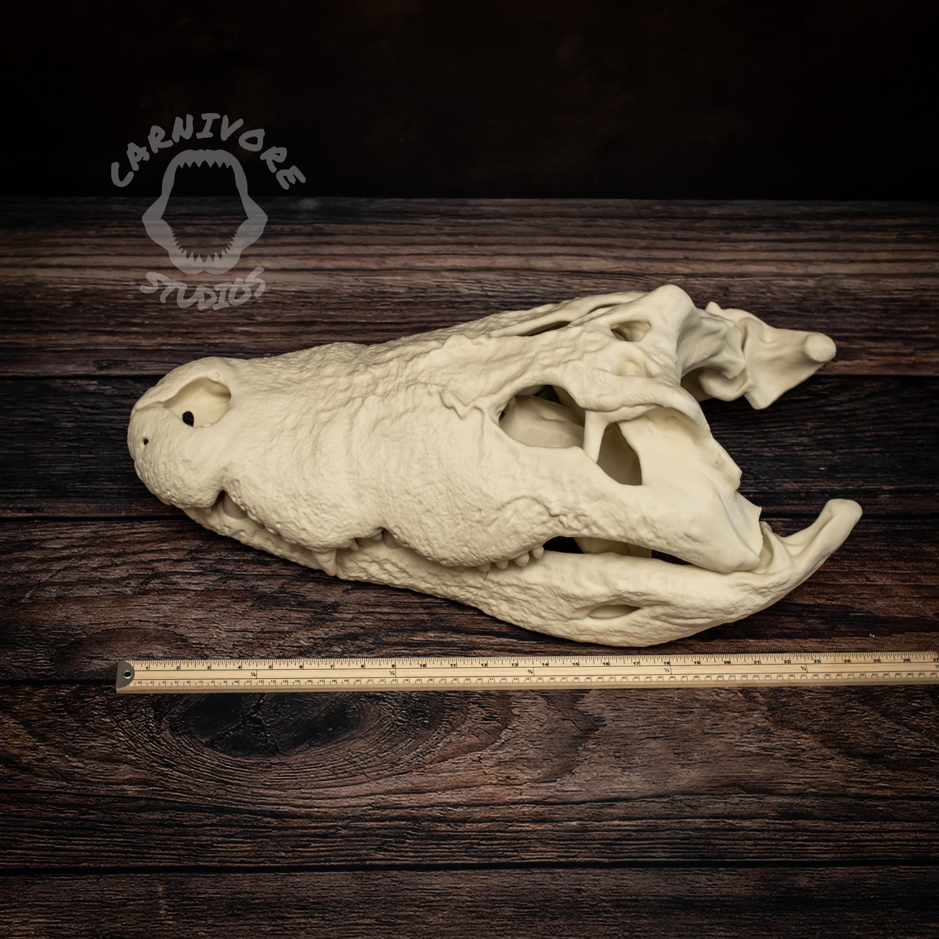 XL Nile Crocodile Skull Kit: 25