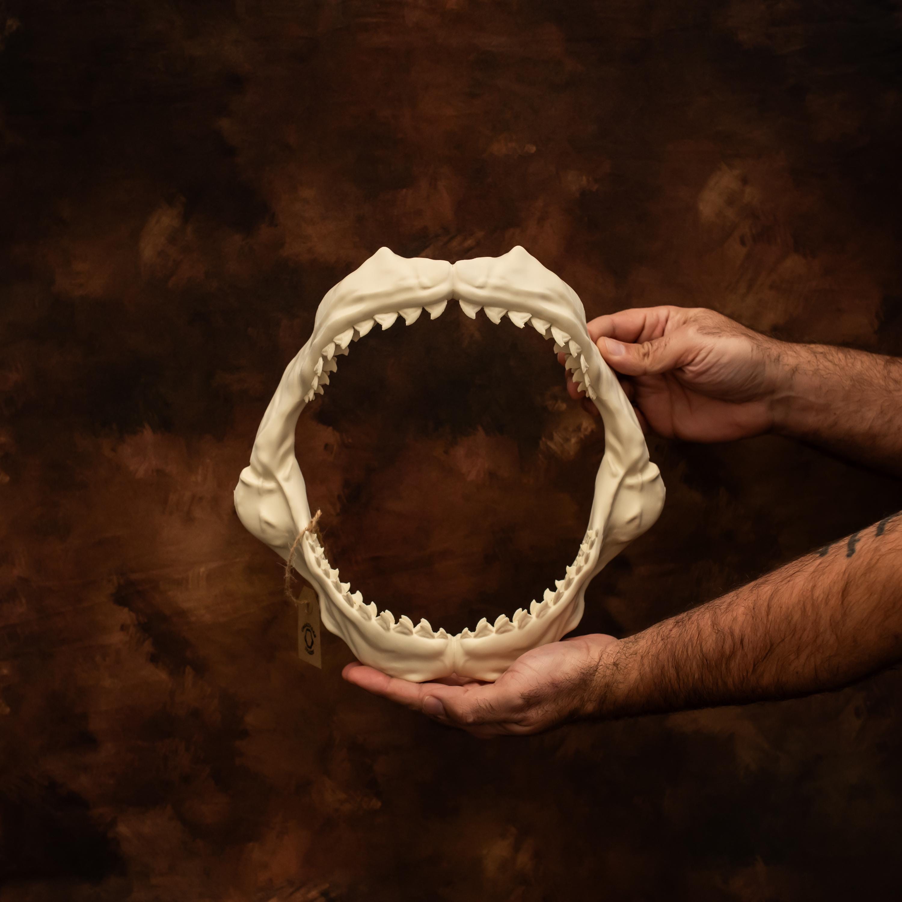 Tiger Shark Jaws 12 Inch Replica – Museum Bone Finish Display