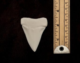 Lifesize White Shark Tooth Replica - Collector Display, Marine Gift