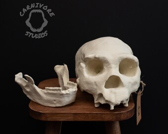 ホモ・ハイデルベルゲンシスの頭蓋骨レプリカ：実物大化石モデル