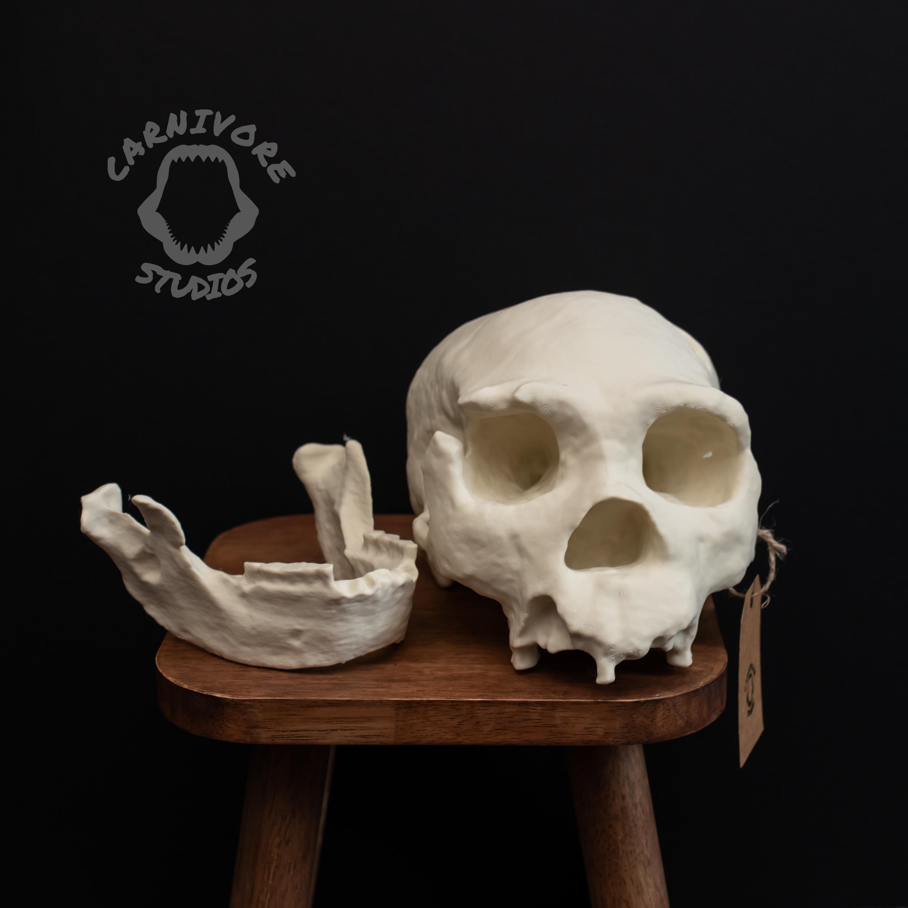 ホモ·ハイデルベルゲンシス頭骨模型 ホモ・ハイデルベルゲンシスの頭蓋骨レプリカ：実物大化石モデル