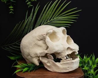 ホモ・ハビリスの頭蓋骨レプリカ、先史時代の化石コレクション、リアル