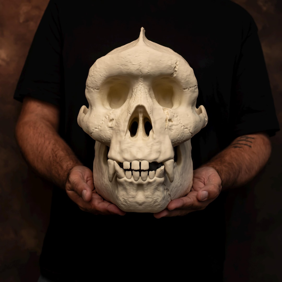 Bigfoot Sasquatch Skull Replica | Life Size Cryptid Skull