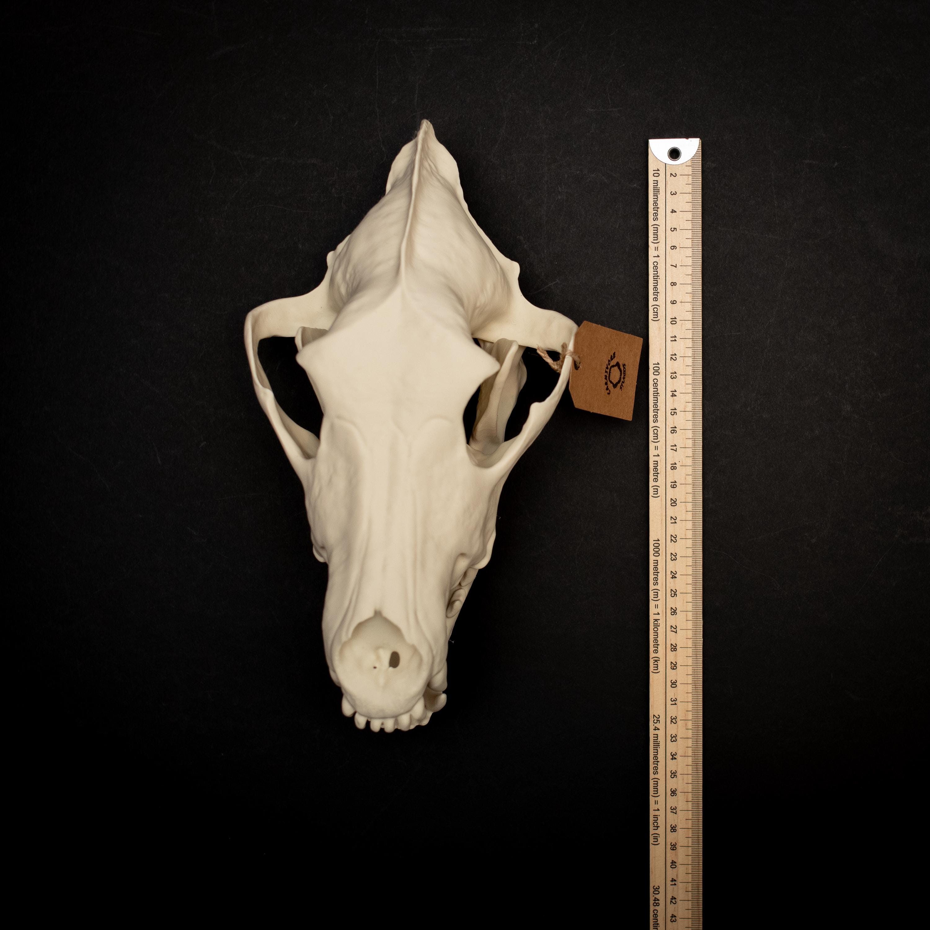 Life Size Dire Wolf Skull Replica – Museum Quality Fossil Display