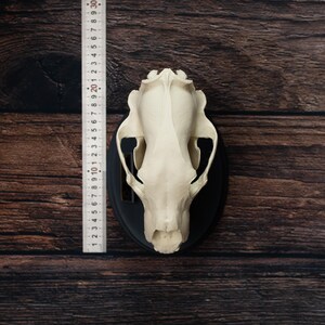 May include: A cream-colored animal skull mounted on a black plaque. The skull is centered against a dark wood background. A ruler is placed next to the skull, showing a length of approximately 12 inches.