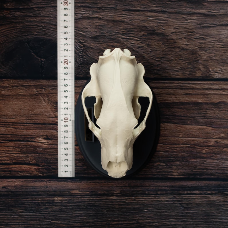 May include: A cream-colored animal skull mounted on a black plaque. The skull is centered against a dark wood background. A ruler is placed next to the skull, showing a length of approximately 12 inches.