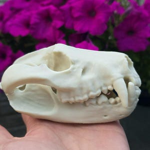 Life-Size Tasmanian Devil Skull Replica: 3D Printed Bone-Colored PLA Model