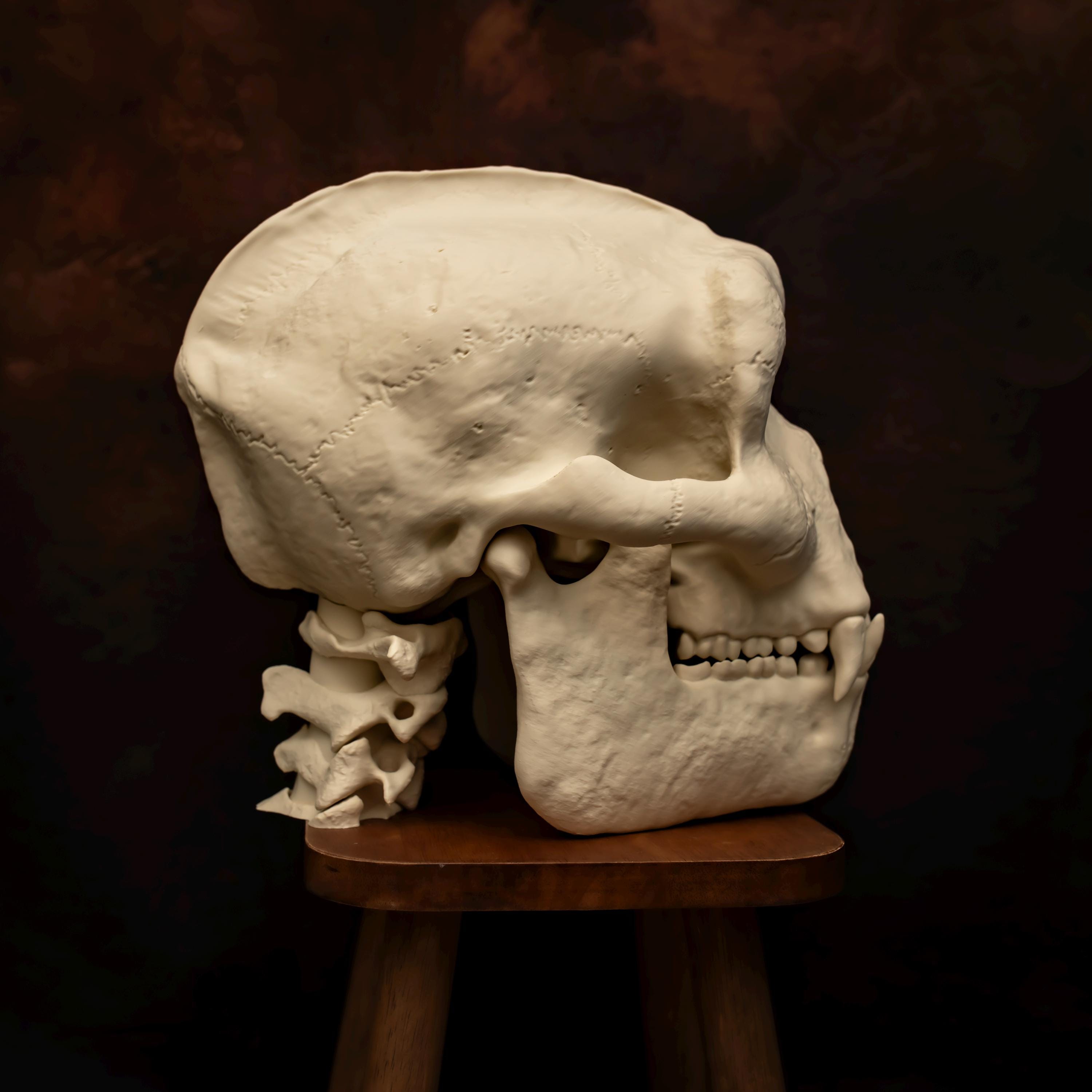Bigfoot Sasquatch Skull Replica | Life Size Cryptid Skull