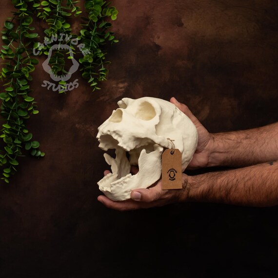 ホモ・ハイデルベルゲンシスの頭蓋骨レプリカ：実物大化石モデル