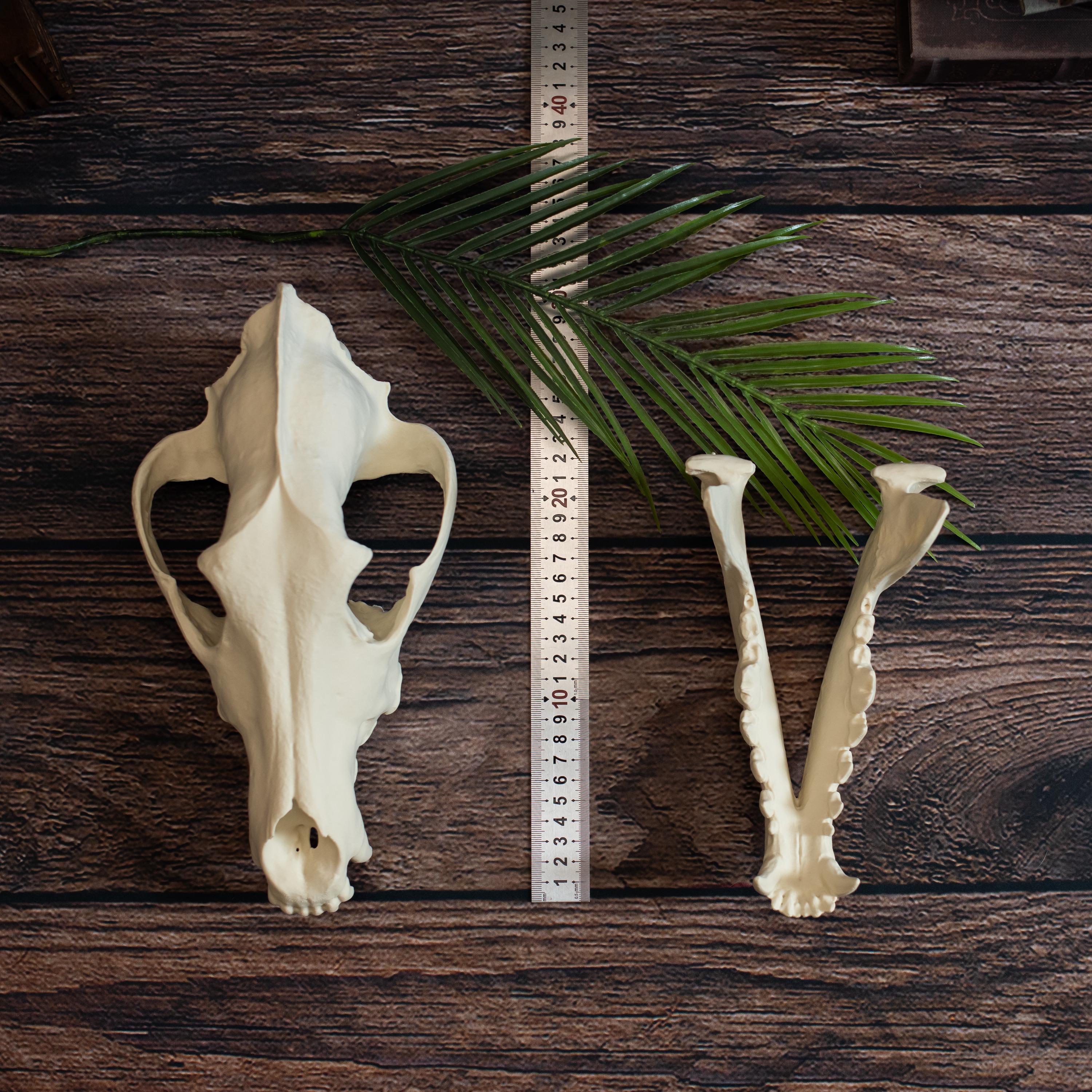 Alpha Wolf Skull Replica: Huge Lifesize Bone Display Museum