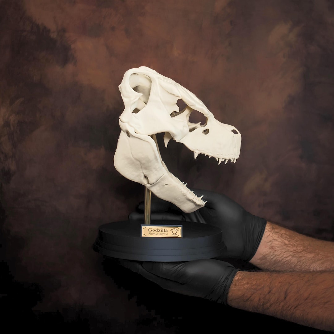 ゴジラスカル　Godzilla skull　ガレージキット　頭骨　頭蓋骨 Godzilla Skull Replica 200mm | Bone Effect Kaiju Collectable