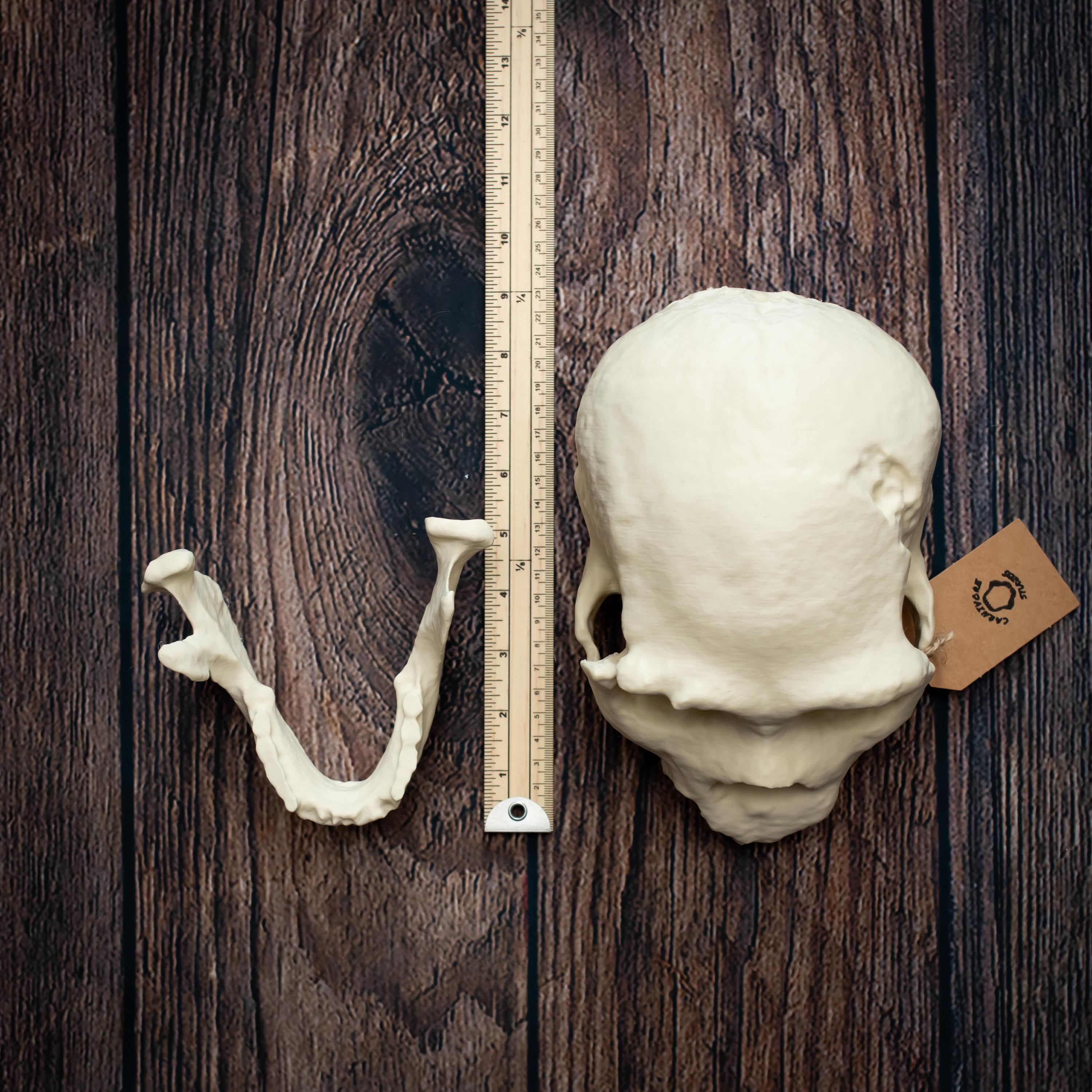 ホモ・ハイデルベルゲンシスの頭蓋骨レプリカ：実物大化石モデル