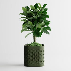 Peut inclure: Une petite plante verte et feuillue dans un pot carré vert foncé. Le pot présente un motif répétitif de formes courbes. La plante a un tronc brun clair et est entourée de mousse verte.