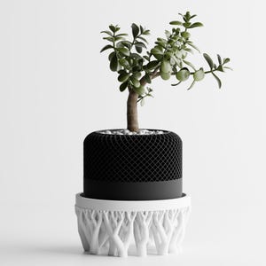 Peut inclure: Une plante de jade en pot avec des feuilles vertes dans un pot en deux parties. Le pot supérieur est noir avec un motif en treillis, et le fond est blanc avec un motif en forme de branches d'arbres. Fond blanc.