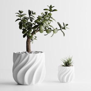 Puede incluir: Dos macetas de cerámica blanca con un diseño en espiral. La maceta más grande contiene una planta de jade con hojas verdes oscuras y un tronco marrón, llena de pequeñas piedras blancas. Una maceta más pequeña contiene una suculenta.