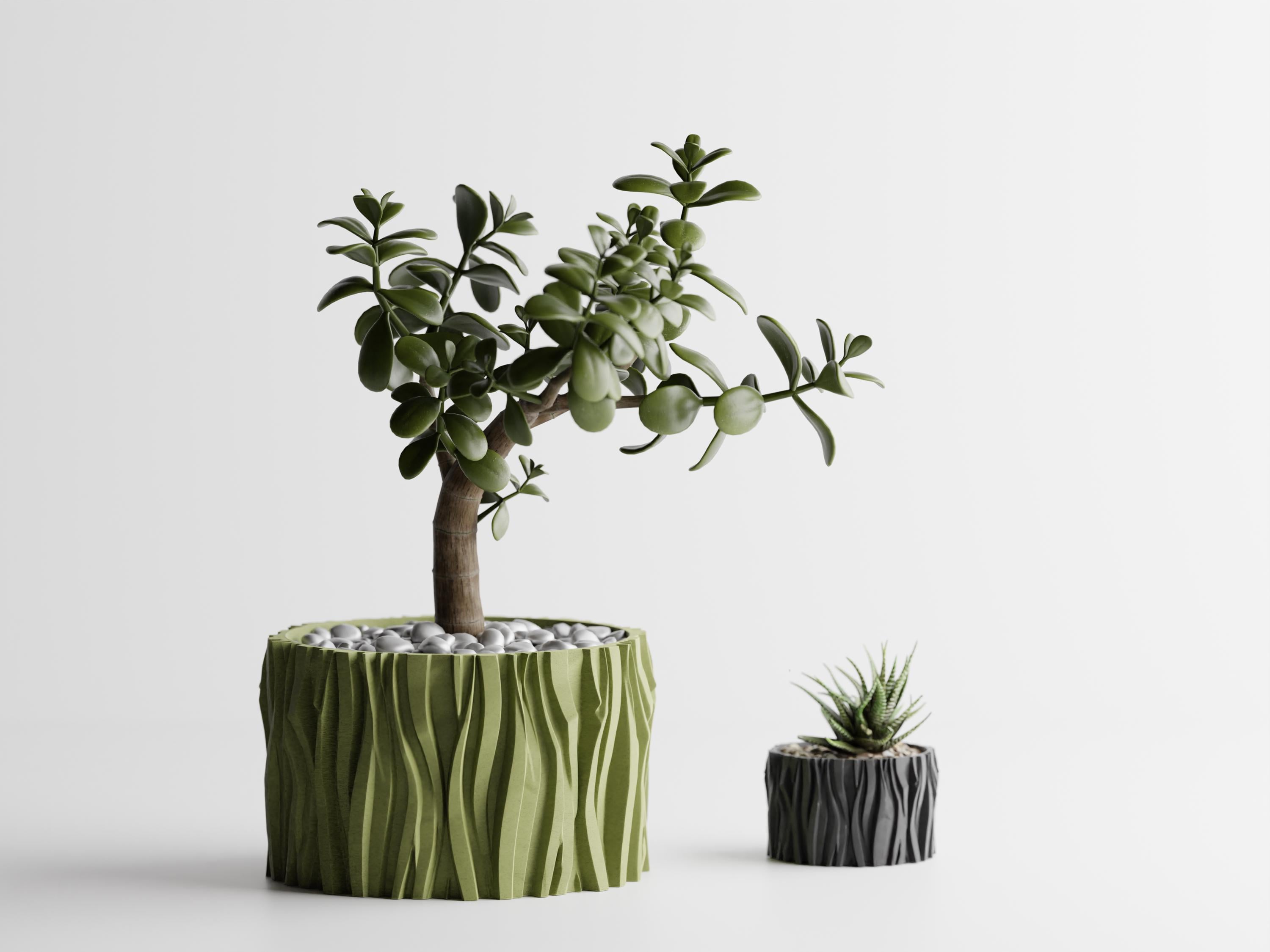 Avocado bonsai - Etsy.de