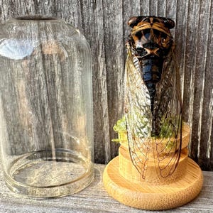 May include: A preserved cicada insect displayed on a small wooden stand, with a clear glass cloche beside it. The cicada has brown and black markings and transparent wings. The background is weathered wood.