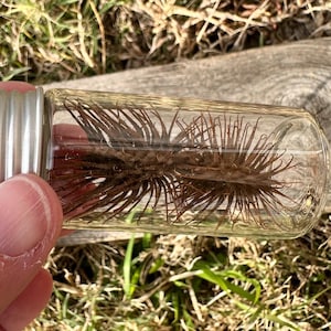 Bottled Curiosity Dried Cockleburs in Silver Capped Glass Vial