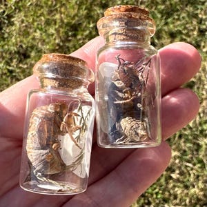 Bottled Curiosity Cicada Exoskeleton and Cypress in Small Corked Vial