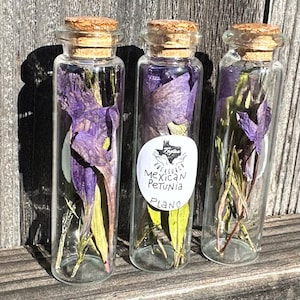 Bottled Petals Mexican Petunia Fragments in cork top glass Vial