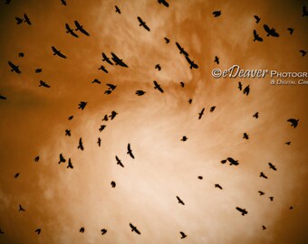 the birds - Fine Art Photography Digital Photo, High-Resolution, Instant Download