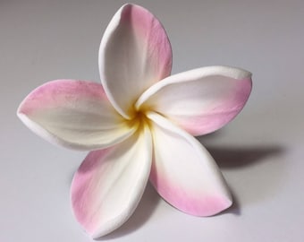 May include: A close-up of a plumeria flower with five white petals edged in pink. The center of the flower is yellow. The flower is set against a white background.