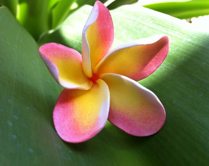 Plumeria,hawaiian Flower,made in Hawaii,clay Flower Accessory,honolua
