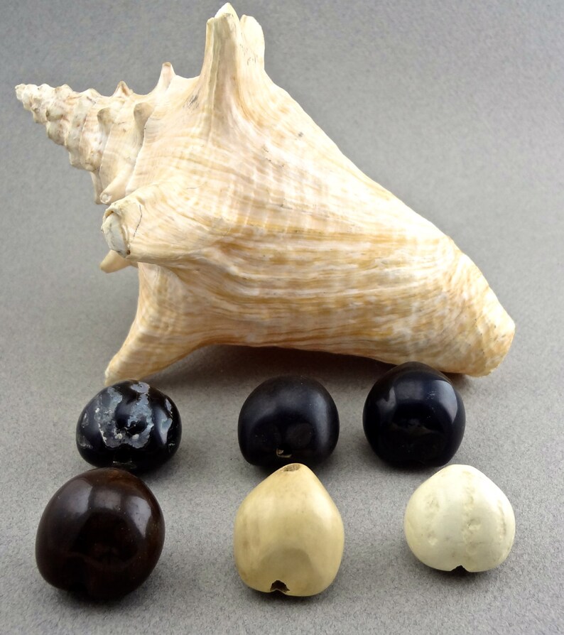 Loose Natural Kukui Nuts Choose Your Colors Etsy