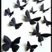 see more listings in the Black Butterflies section