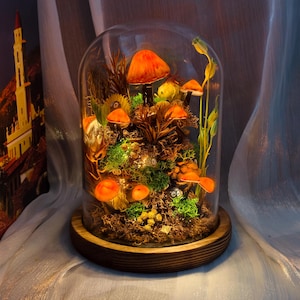 Könnte beinhalten: Eine dekorative Glasglocke mit einem Miniatur-Pilzgarten. Die Anordnung umfasst orangefarbene Pilze, grünes Moos und andere natürliche Elemente, alles auf einem Holzsockel. Die Glaskuppel bietet einen klaren Blick auf das detaillierte Innere.