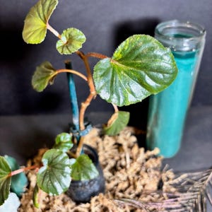 Variegated Begonia Cucullata – Rare Houseplant Cutting