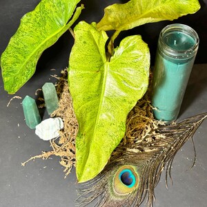 Philodendron Paraiso Verde- Paradise Vine of Abundance + Light