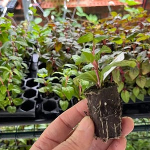 May include: A close-up of a small plant with green leaves and red stems, held in a hand. The plant is in a dark brown soil block, with other plants in the background. The plants are in a greenhouse setting.
