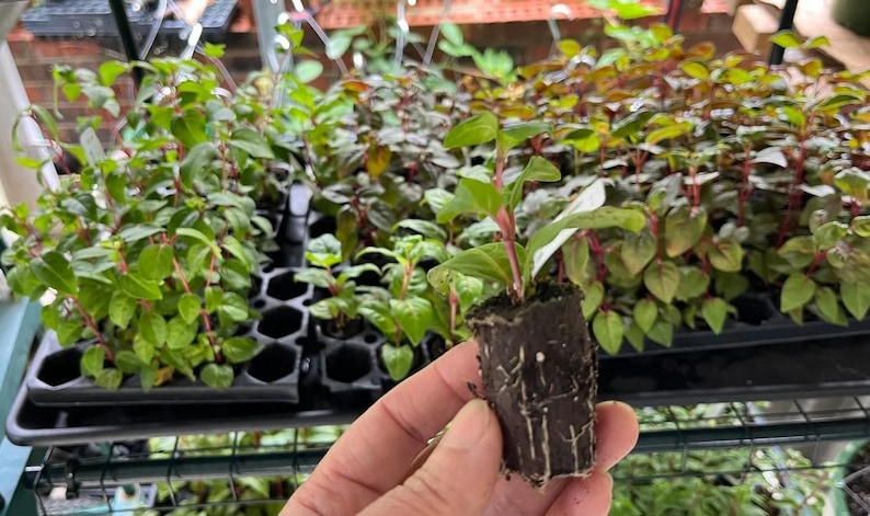 May include: A close-up of a small plant with green leaves and red stems, held in a hand. The plant is in a dark brown soil block, with other plants in the background. The plants are in a greenhouse setting.