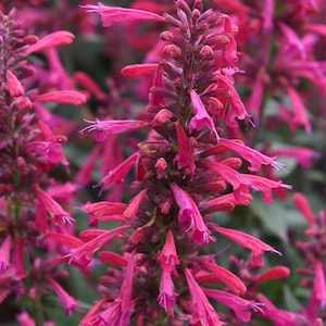 May include: Close-up of vibrant pink flowers with long, slender petals. The flowers are clustered on tall, upright stems, creating a striking visual display. The image showcases the intricate details and rich color of the blooms, perfect for floral arrangements or garden decor.