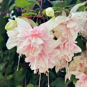 Set of 2 Fuchsia Pink Marshmallow Live Plug Plant - 2-5" Tall - Fuchsia hybrida - Trailing Fuchsia for Hanging Baskets & Shade Gardens