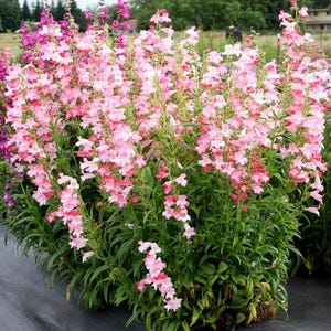 May include: A vibrant display of pink and magenta Penstemon flowers in full bloom. The image showcases a lush cluster of tall, slender stems adorned with trumpet-shaped blossoms. Green foliage provides a contrasting backdrop to the colorful flowers, creating a visually appealing floral arrangement.