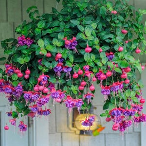 May include: A hanging basket overflowing with vibrant fuchsia plants. The flowers display a mix of pink and purple hues, with green foliage providing a lush backdrop. The plant is suspended, showcasing its cascading blooms.