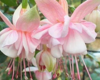 Set 2 Fuchsia Southgate Live Starter Plant - 2-4" Tall - Fuchsia hybrida - Pink White Blooms for Hanging Baskets & Shade Gardens