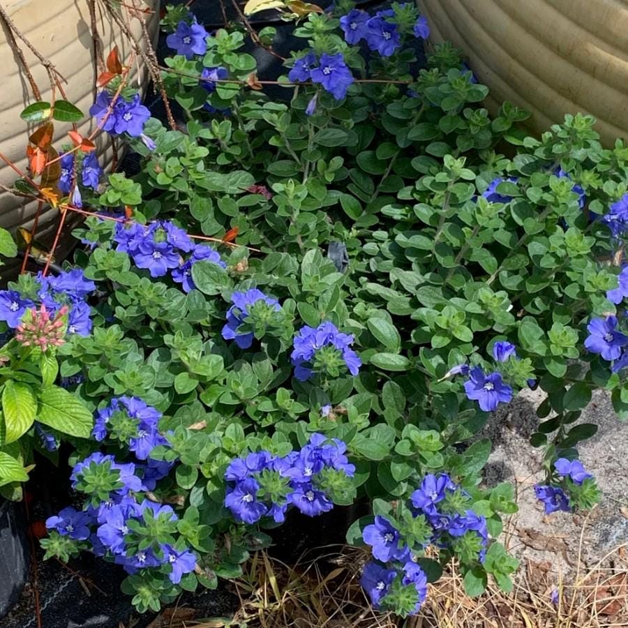 Evolvulus Blue Daze Live Plant - Well-Rooted Plug, Carolina Lavender, Flowering Shrub