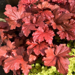 Heuchera Forever Red Live Starter Plant - 3-6&quot; Tall Live Plant - Heuchera Coral Bells Red for Home Garden - Low Maintenance - Easy to Grow