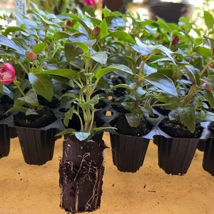 May include: A tray of young plants with green leaves and pink and red flower buds. The plants are in black plastic pots, and one plant is removed, showing its roots. The background is blurred.