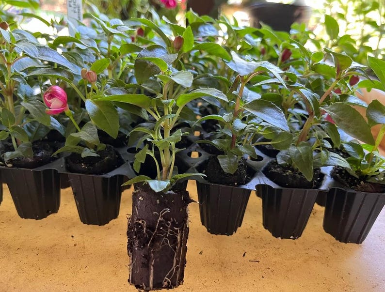 May include: A tray of young plants with green leaves and pink and red flower buds. The plants are in black plastic pots, and one plant is removed, showing its roots. The background is blurred.
