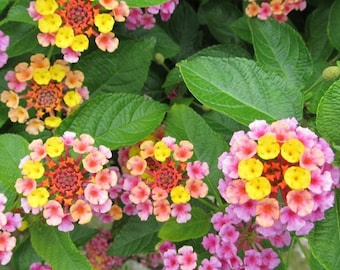 Lantana Chapel Hill Pink Huff Plug Plant - 3-5" Tall Starter Plant- Cold-Hardy Perennials Groundcover Lantana Plant - Vibrant Flowers
