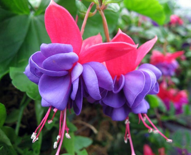 May include: Close-up of two fuchsia flowers with vibrant colors. The petals are a deep purple, with a layered, bell-like shape. The upper petals are a bright red. Long, delicate stamens hang down.